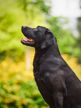 黑色拉布拉多巡回猎犬