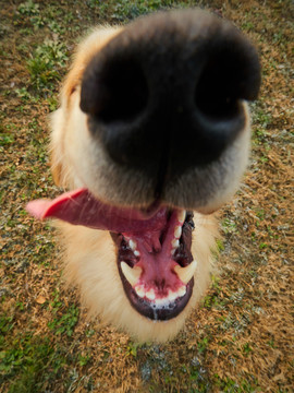 金毛巡回猎犬