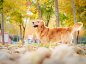 金毛巡回猎犬