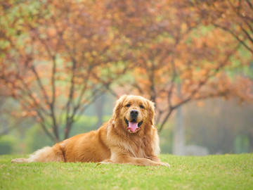 金毛巡回猎犬