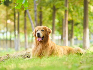 金毛巡回猎犬