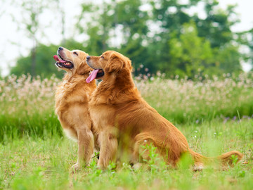 金毛巡回猎犬