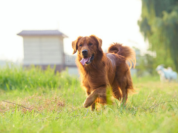 金毛巡回猎犬