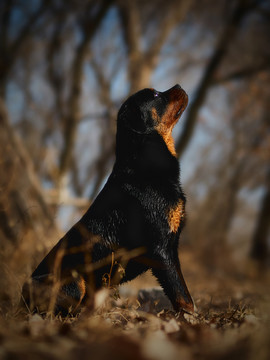 罗威纳犬