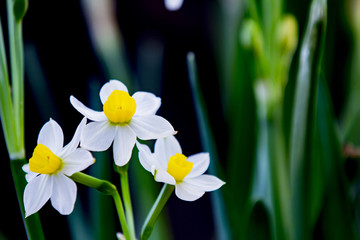 水仙花