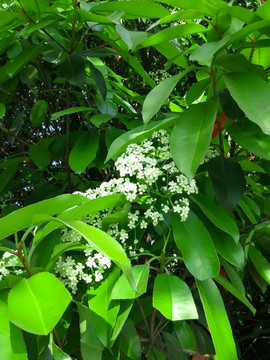 绿色植物花朵