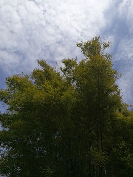 竹子天空