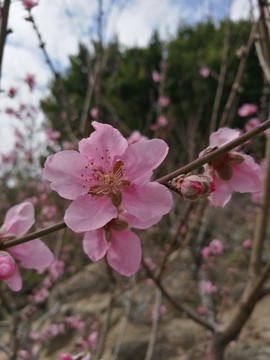 桃花