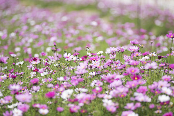 波丝菊