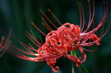 彼岸花