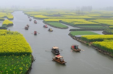 江苏泰州兴化油菜花