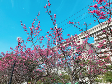 樱花
