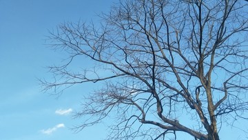 唯美的树枝蓝天