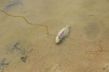 池塘的死鱼