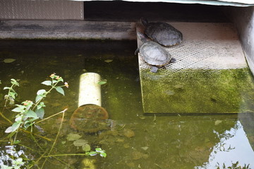 红耳巴西龟养殖