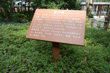 满天星