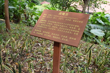 虎尾兰