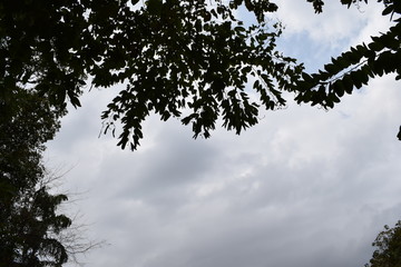 树枝和天空