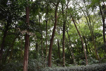 树木场景