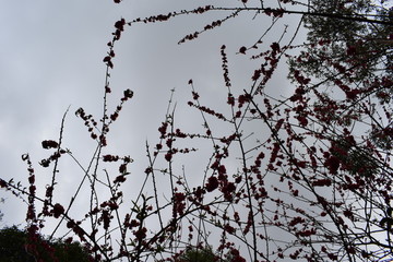 梅花花枝
