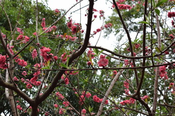 梅花挂枝头