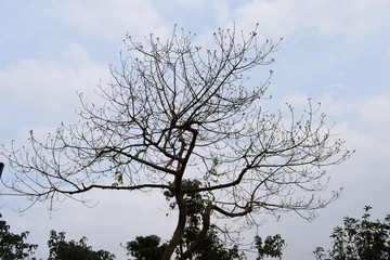 桃花树