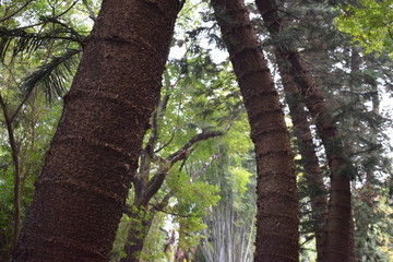 异叶南洋杉树照片