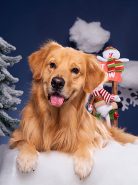 圣诞节的金毛犬