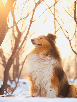 苏格兰牧羊犬