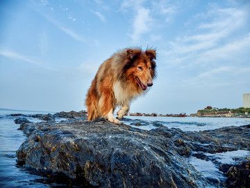 苏格兰牧羊犬