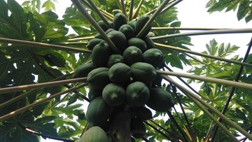木瓜原植物