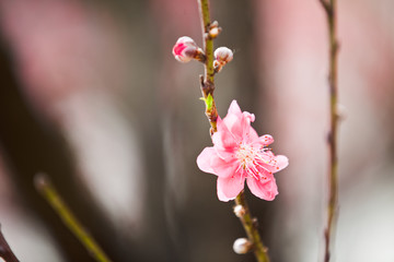 桃花 桃花林