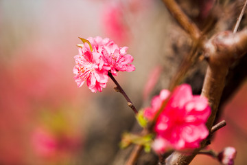 桃花 桃花林