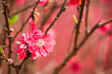 桃花 桃花林