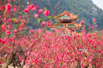 桃花林 桃花