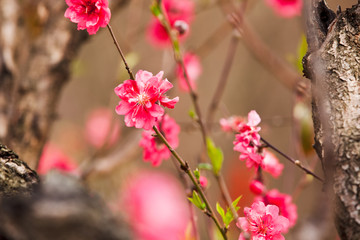 桃花 桃花林