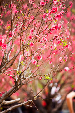 桃花林 桃花