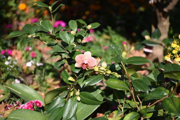 花