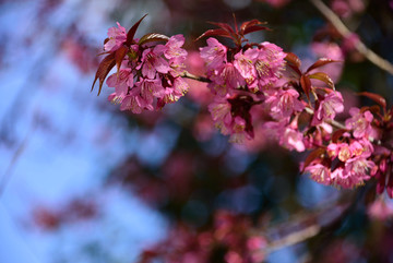 樱花