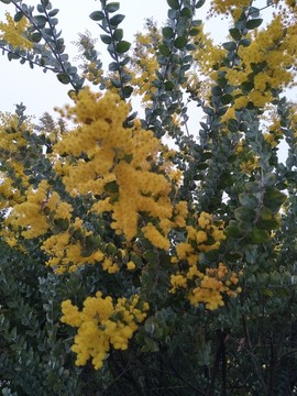 黄花朵
