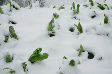 菜园雪景