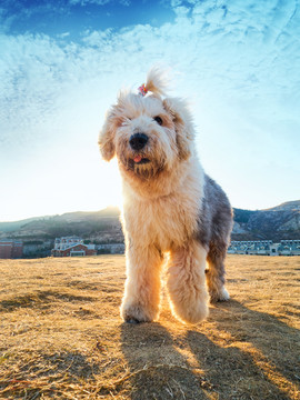 英国古老牧羊犬