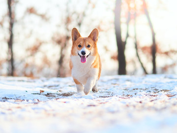 彭布罗克威尔士柯基犬