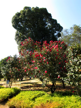 红山茶花