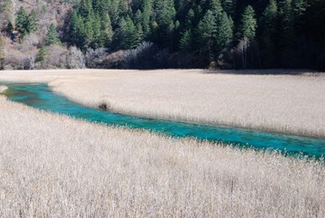 九寨沟芦苇海