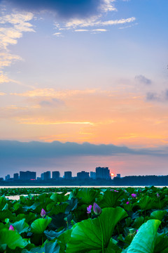 南京玄武湖日落