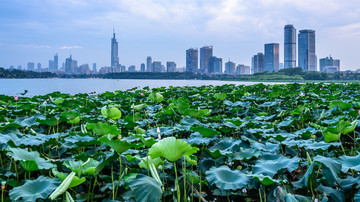 南京玄武湖风光