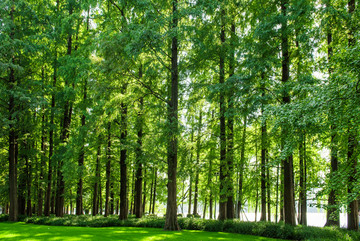 绿树林 笔直的树林 树林