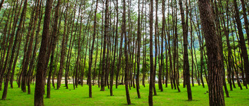 笔直树 树林
