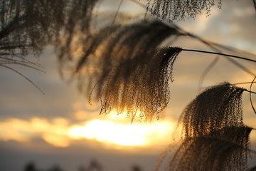 芦苇夕阳